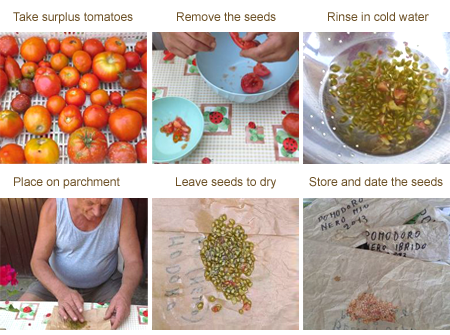 Drying tomato seeds for next year’s crop Drying tomato seeds for next year’s crop